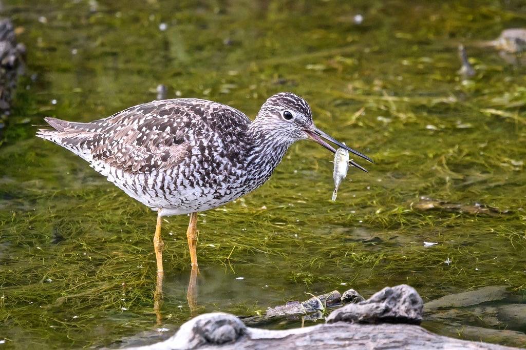 Greater Yellowlegs (breeding plumage) by Becky Matsubara is licensed under CC BY 2.0